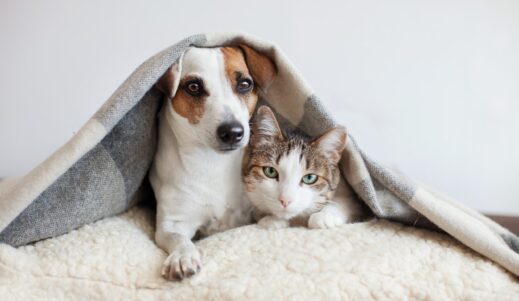 Kilz and the Family Cat
