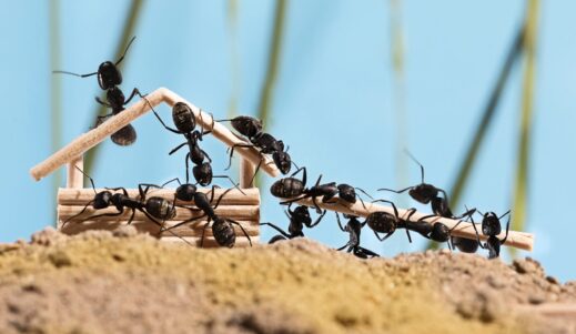 House Ants